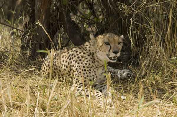 13 - Kenia - Guepardo - reserva nacional de Masai Mara
